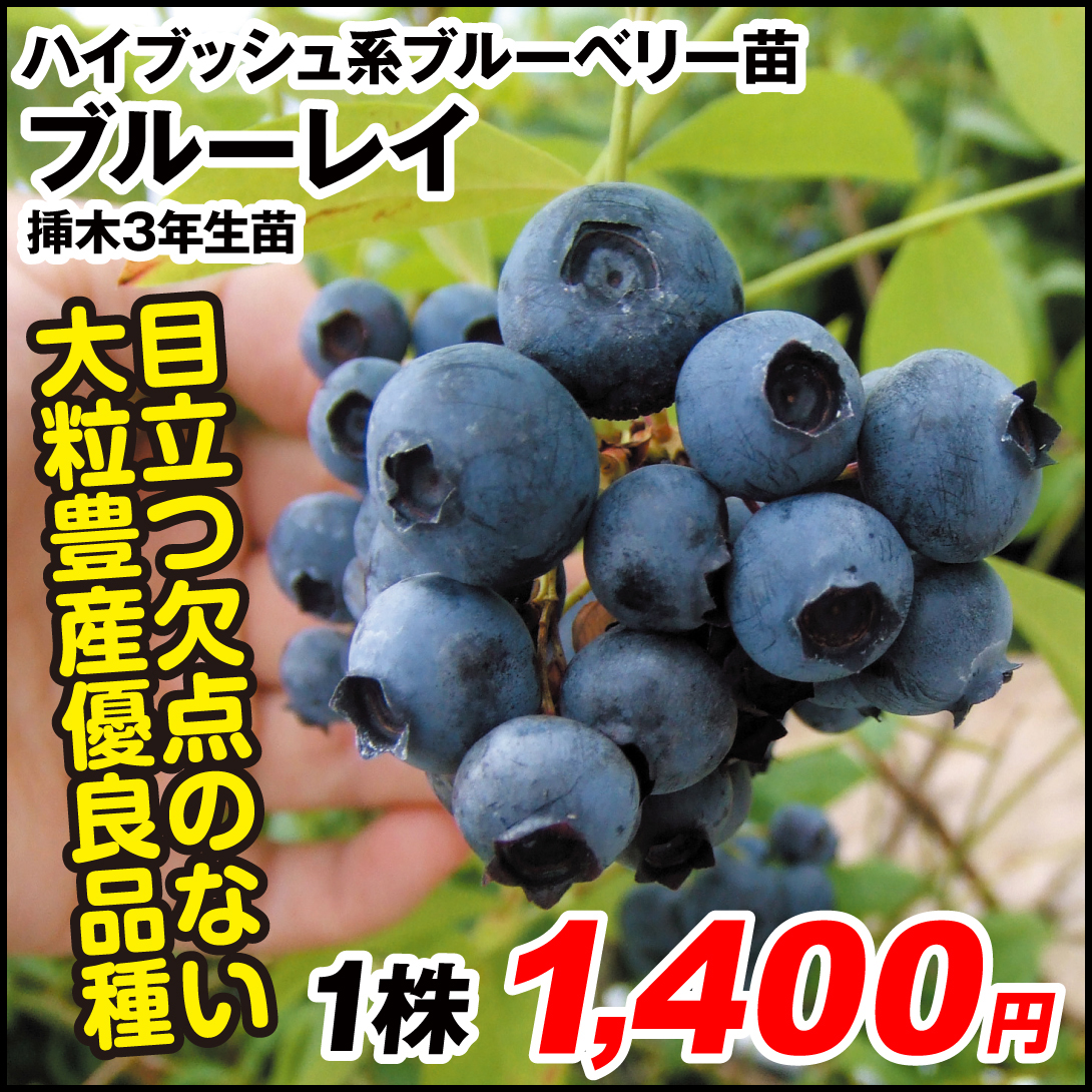 果樹苗 ハイブッシュ系 ブルーベリー ブルーレイ 挿木3年生苗 1株