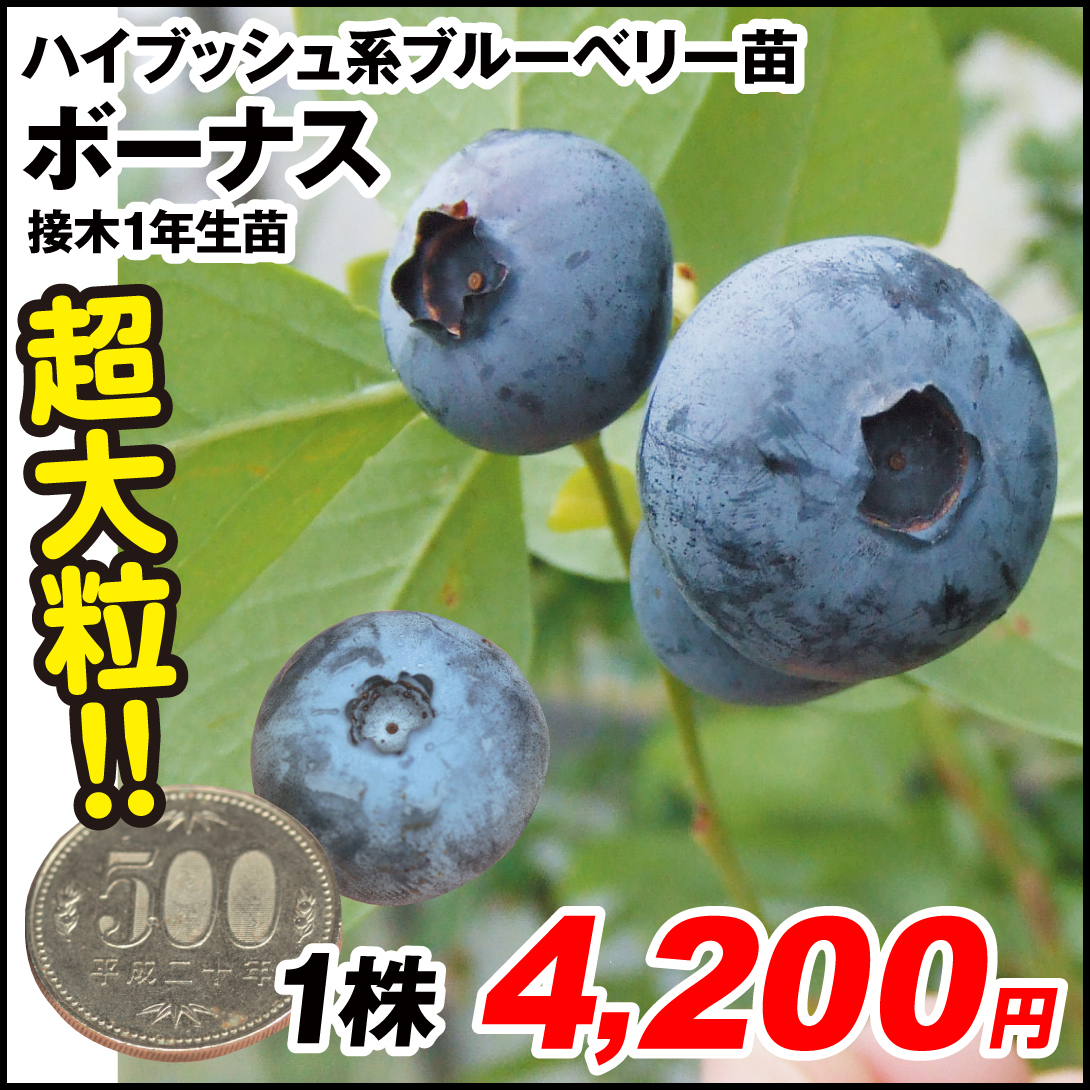 果樹苗 ハイブッシュ系ブルーベリー ボーナス 接木1年生苗 1株