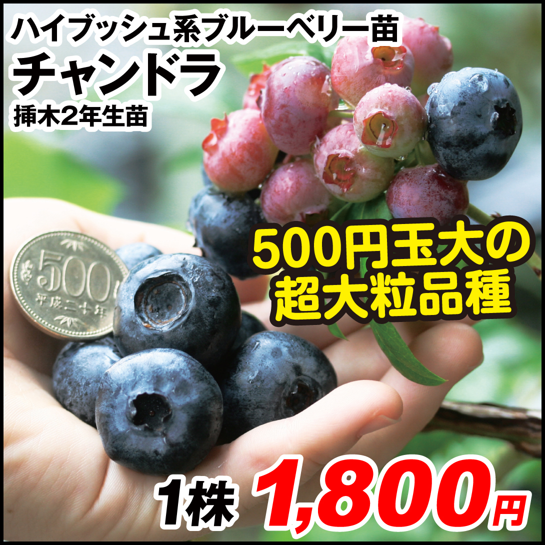 果樹苗 ブルーベリー ハイブッシュ系 チャンドラ 挿木2年生 1株