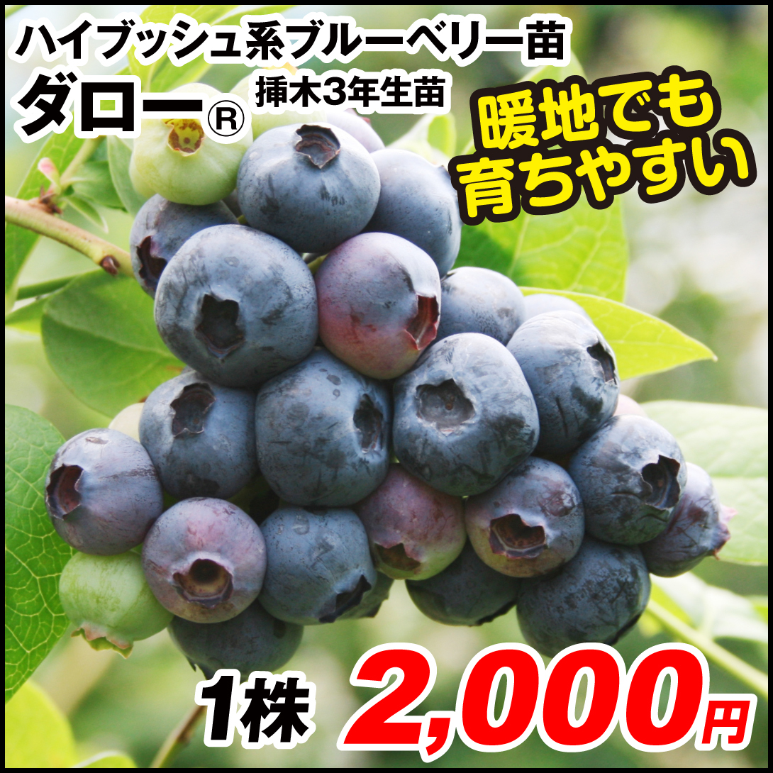 果樹苗 ハイブッシュ系ブルーベリー ダローR 挿木3年生苗 1株