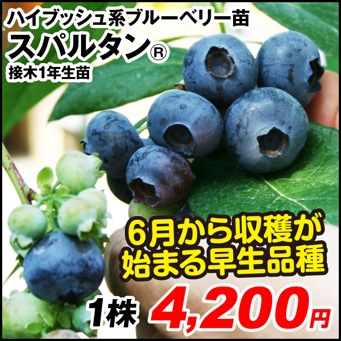 果樹苗 ハイブッシュ系 ブルーベリー スパルタンR 接木1年生苗 1株
