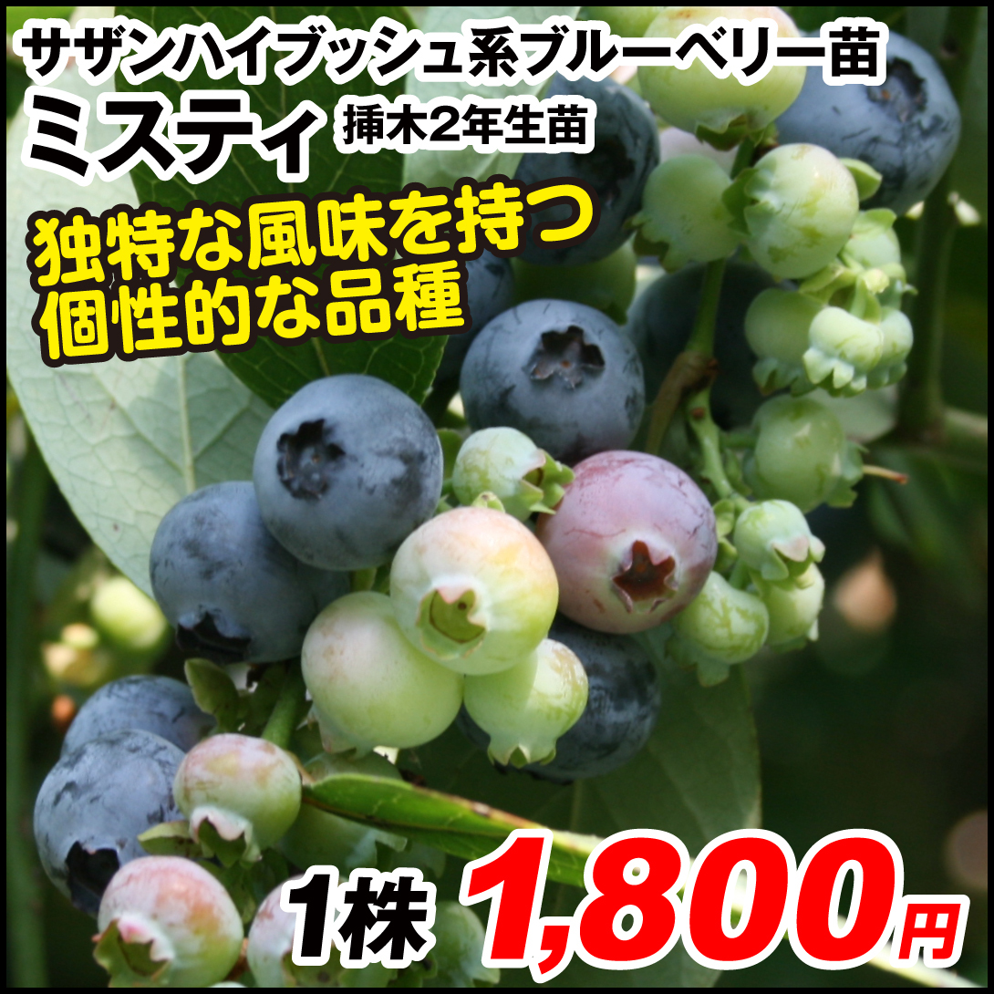 果樹苗 サザンハイブッシュ系 ブルーベリー ミスティ 挿木2年生苗 1株