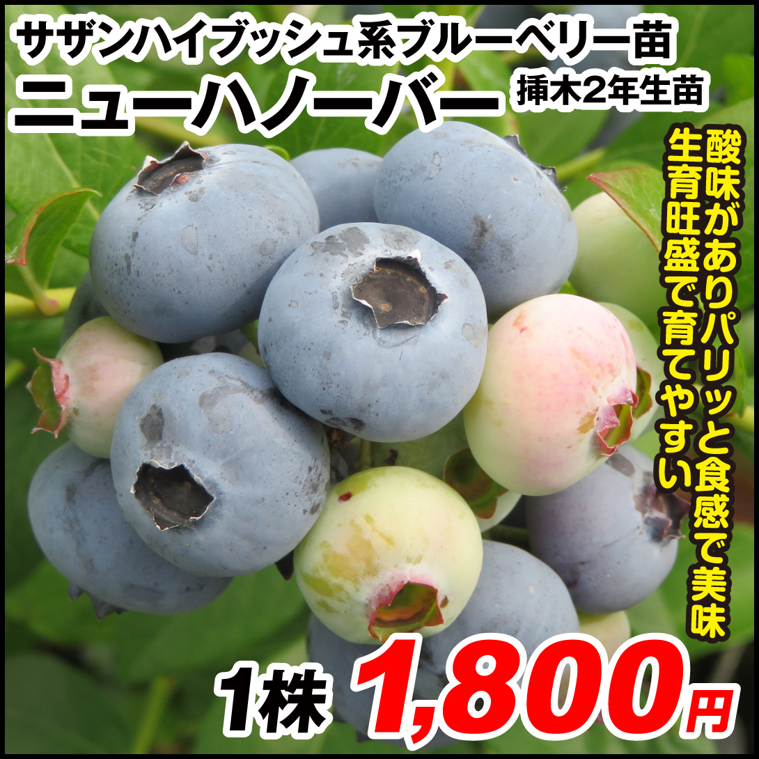 果樹苗 サザンハイブッシュ系ブルーベリー ニューハノーバー 挿木2年生苗 1株