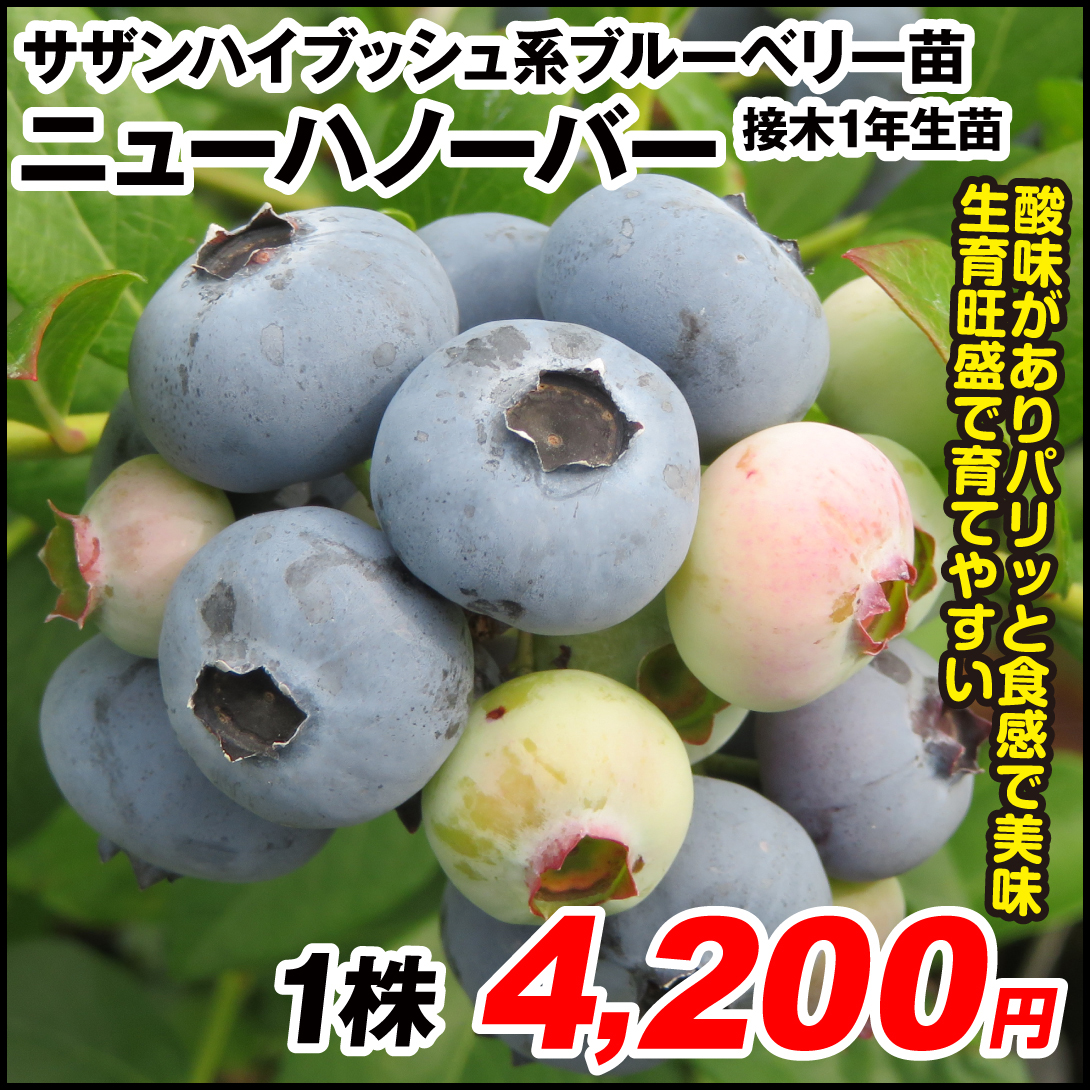 果樹苗 サザンハイブッシュ系ブルーベリー ニューハノーバー 接木1年生苗 1株