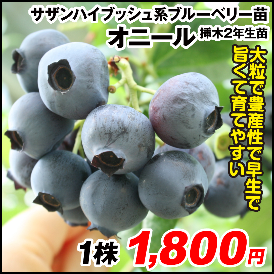 果樹苗 ブルーベリー サザンハイブッシュ系 オニール 挿木2年生 1株
