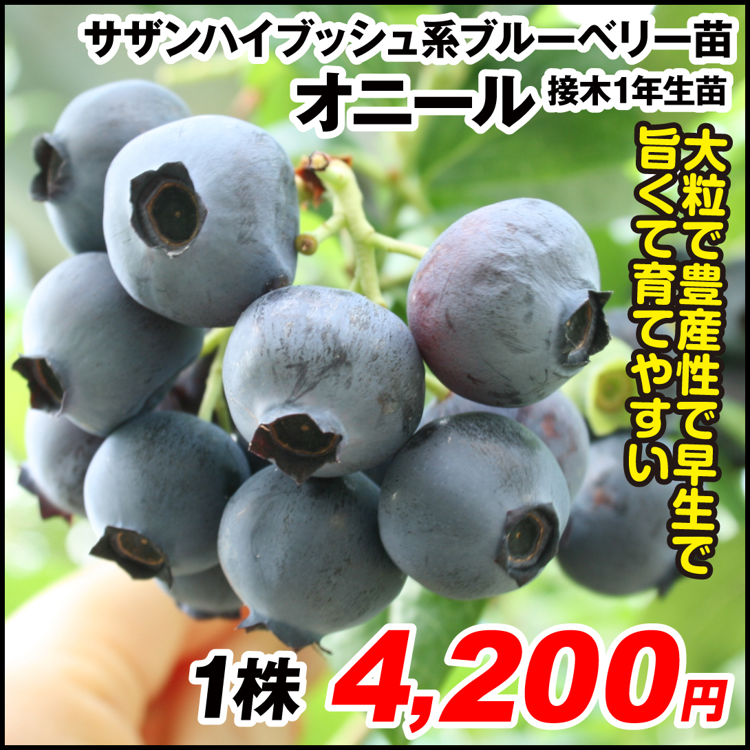 果樹苗 サザンハイブッシュ系 ブルーベリー オニール 接木1年生苗 1株