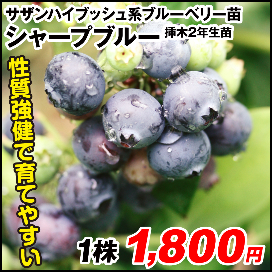 果樹苗 サザンハイブッシュ系ブルーベリー シャープブルー 挿木2年生苗 1株