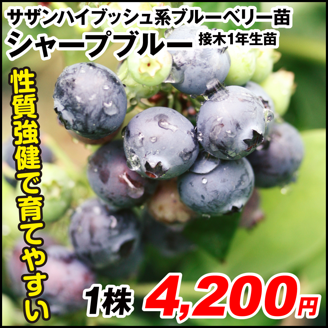 果樹苗 サザンハイブッシュ系ブルーベリー シャープブルー 接木1年生苗 1株