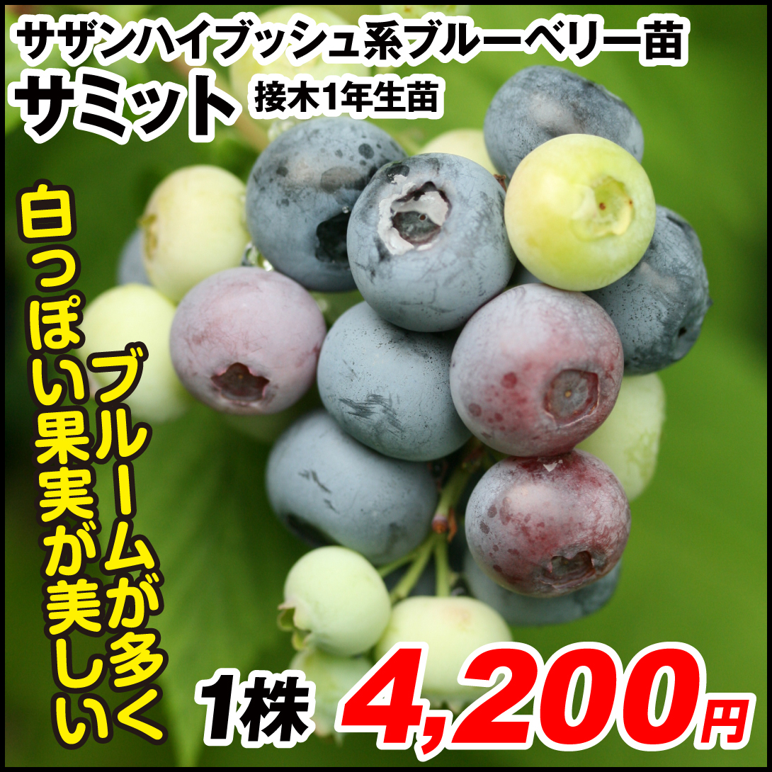 果樹苗 サザンハイブッシュ系ブルーベリー サミット 接木1年生苗 1株