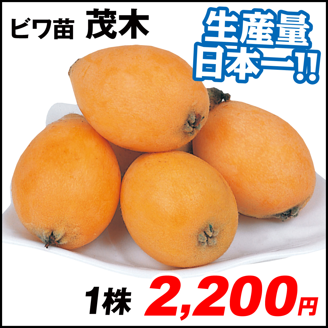 果樹苗 ビワ 茂木 1株