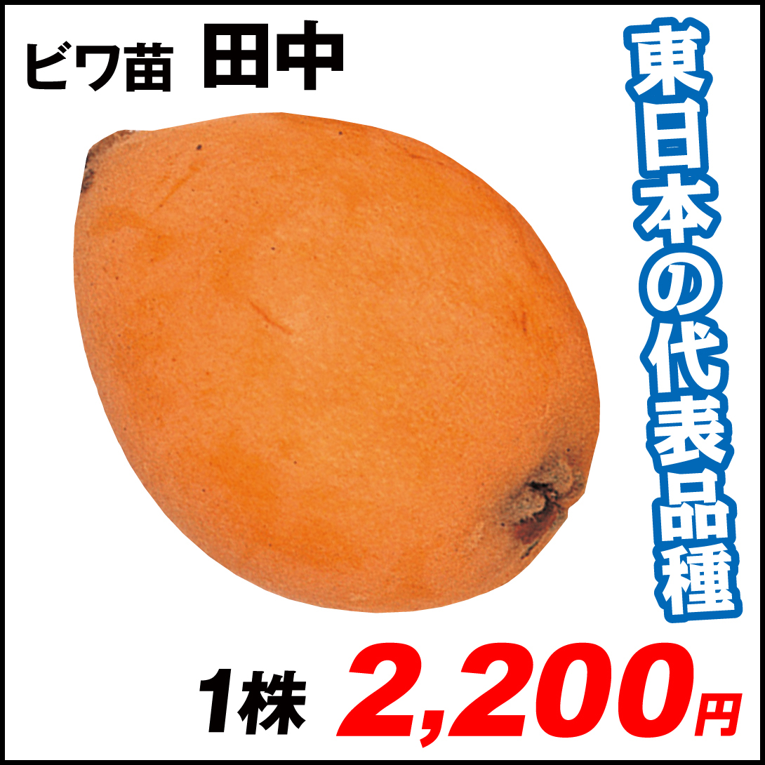 果樹苗 ビワ 田中 1株