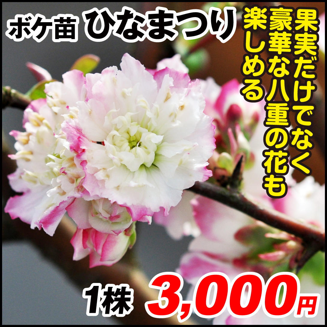 果樹苗 ボケ ひなまつり 1株