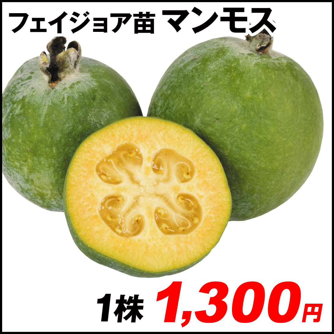 果樹苗 フェイジョア マンモス 1株