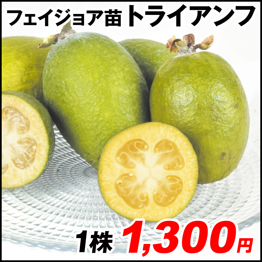 果樹苗 フェイジョア トライアンフ 1株