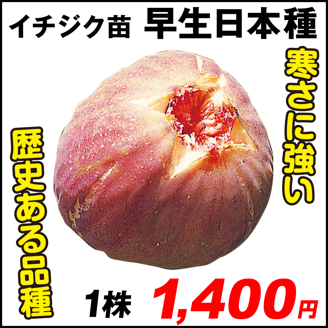 果樹苗 イチジク 早生日本種 1株