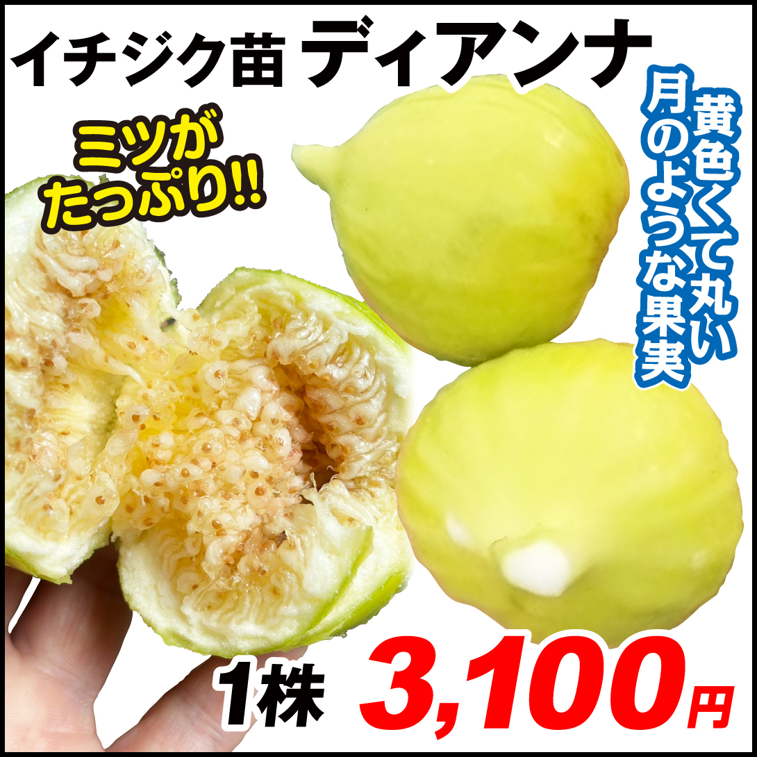果樹苗 イチジク ディアンナ 1株