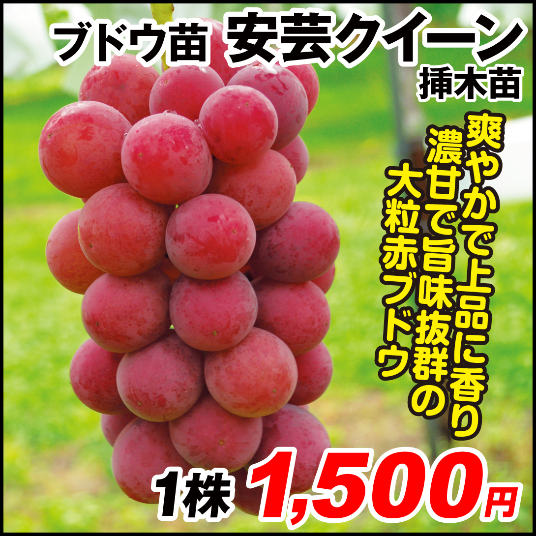 果樹苗 ブドウ 安芸クイーン 挿木苗 1株