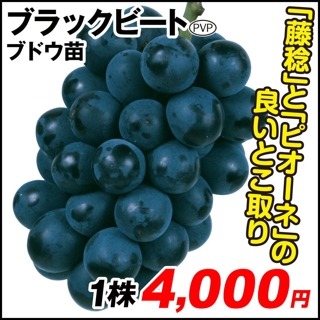 果樹苗 ブドウ ブラックビートPVP 1株