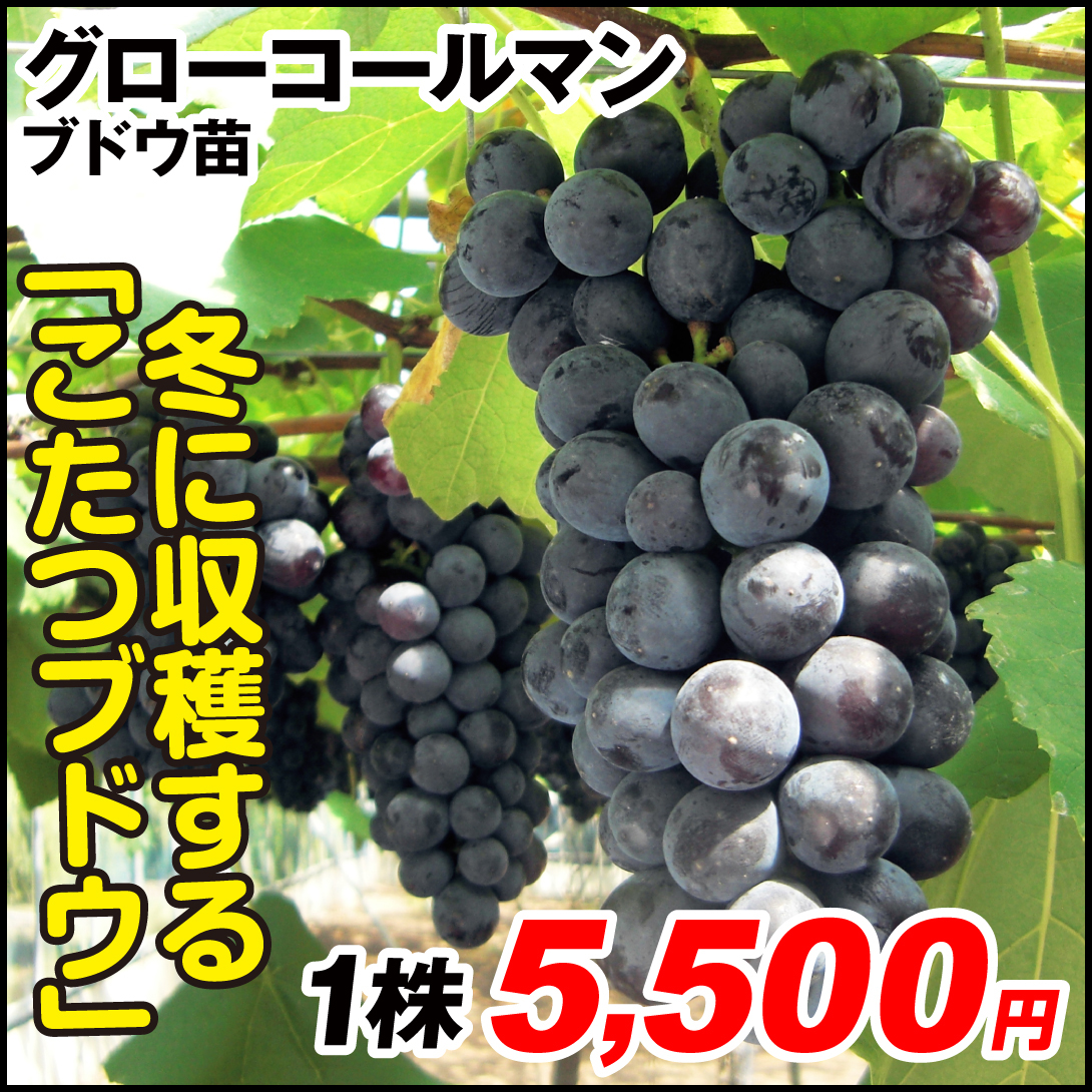 果樹苗 ブドウ グローコールマン 1株