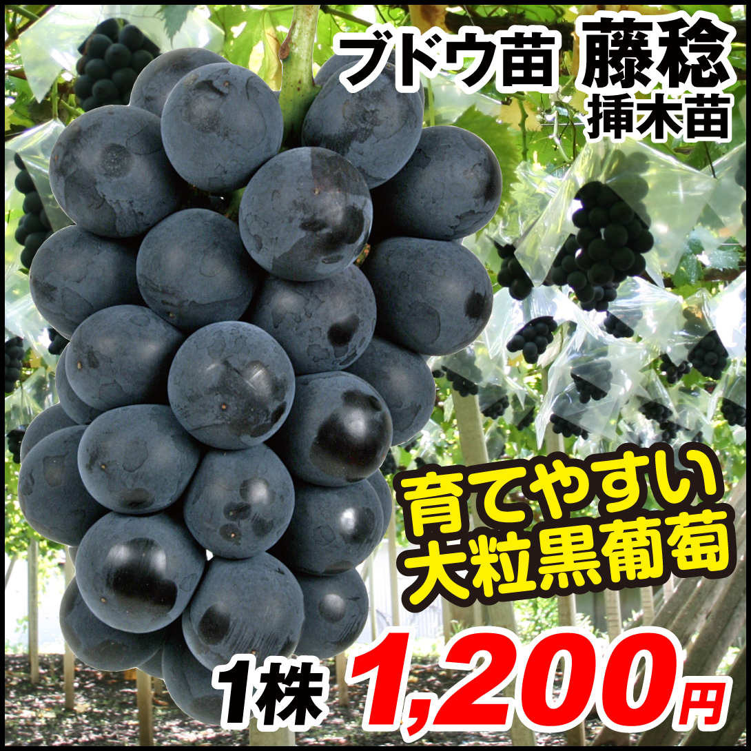 果樹苗 ブドウ 藤稔 挿木苗 1株