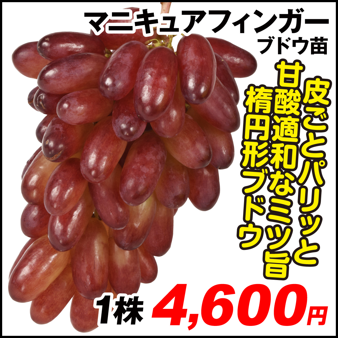 果樹苗 ブドウ マニキュアフィンガー 1株
