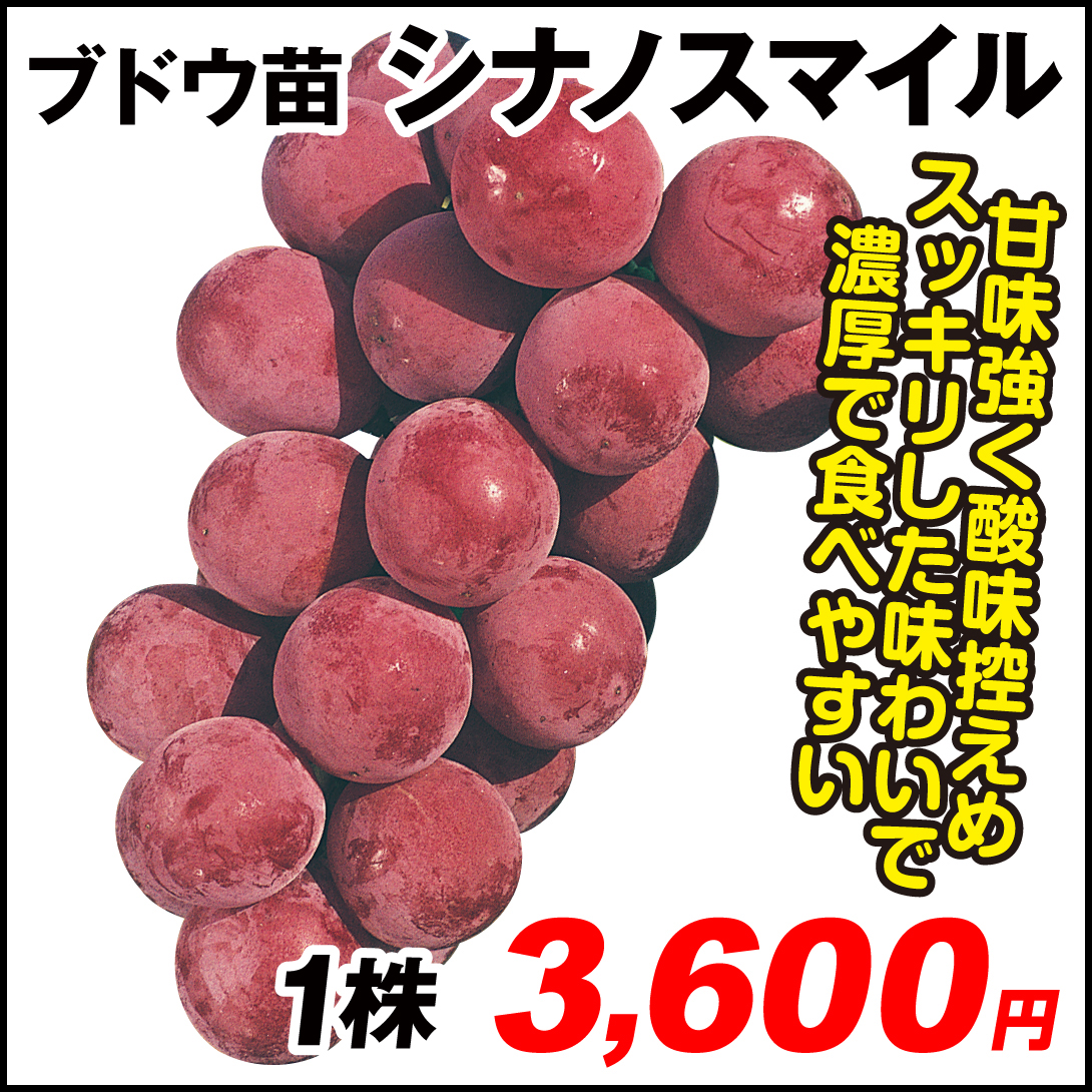 果樹苗 ブドウ シナノスマイル 1株
