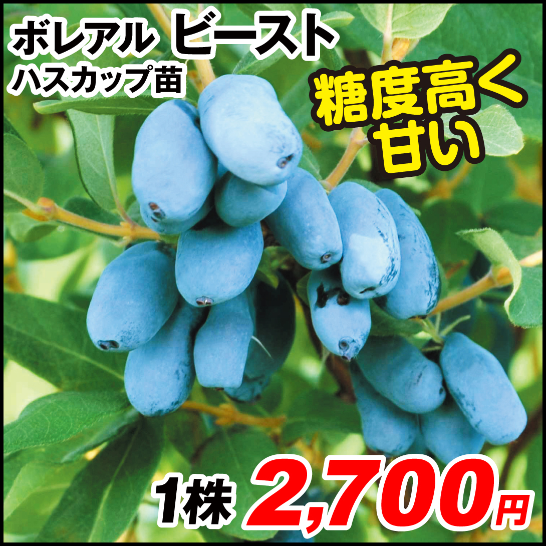 果樹苗 ハスカップ ボレアル ビースト 1株