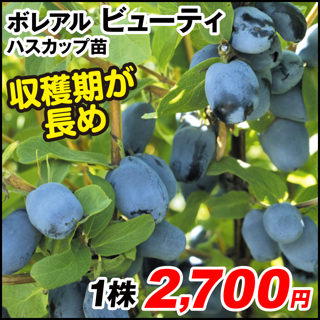 果樹苗 ハスカップ ボレアル ビューティ 1株
