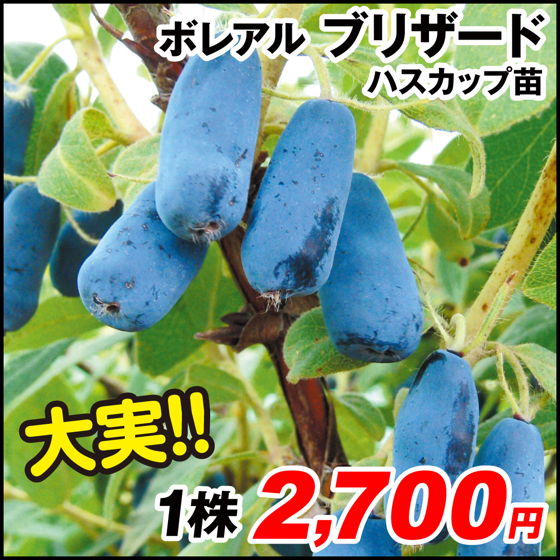 果樹苗 ハスカップ ボレアル ブリザード 1株