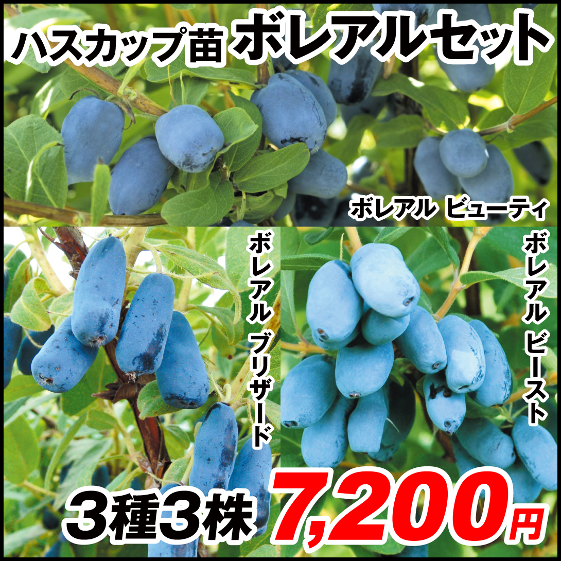 果樹苗 ハスカップ ボレアルセット 3種3株