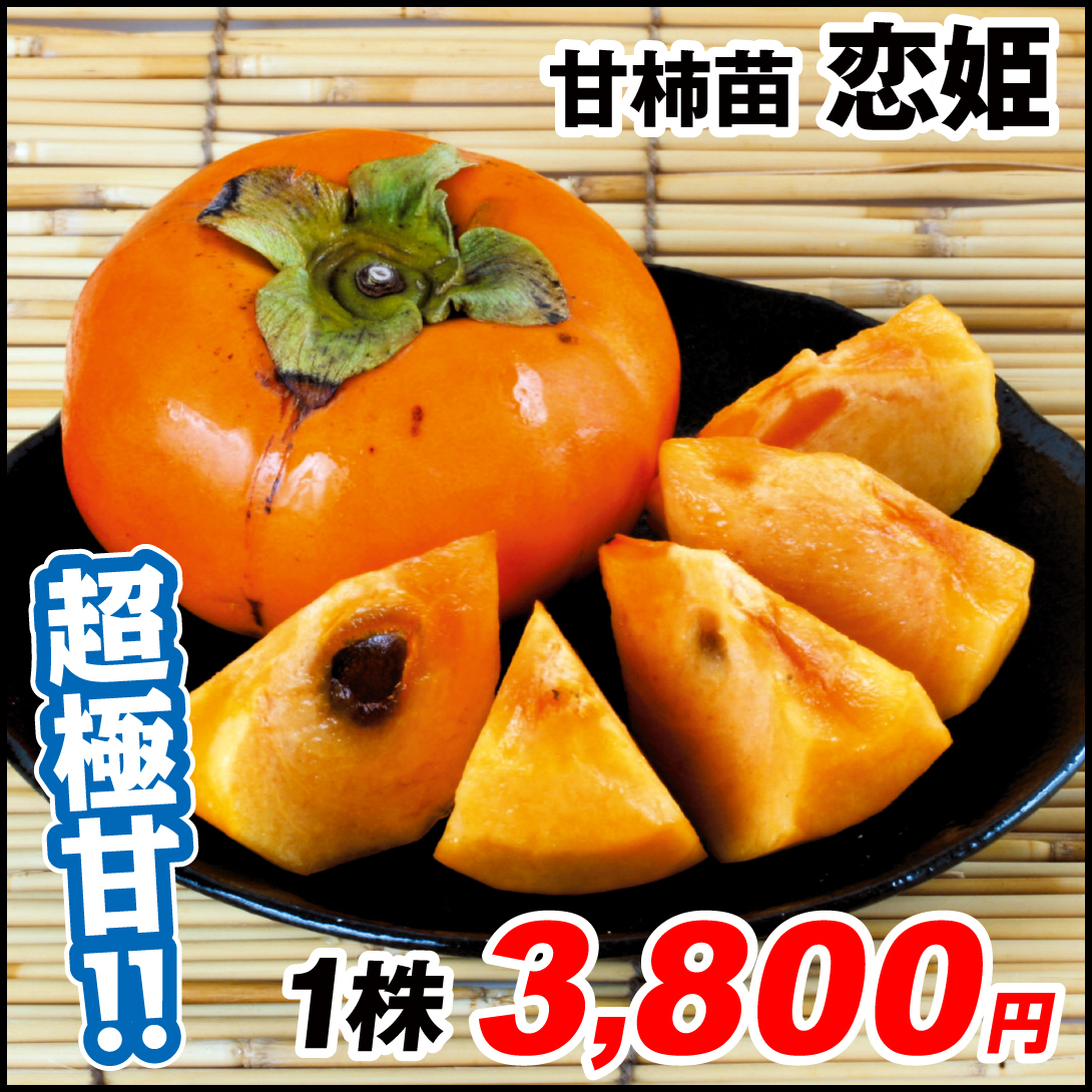 果樹苗 カキ 甘柿 恋姫 1株