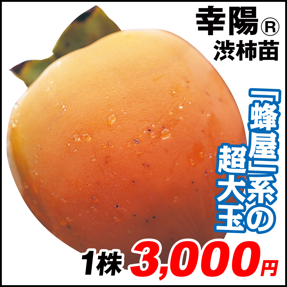 果樹苗 カキ 渋柿 幸陽R 1株