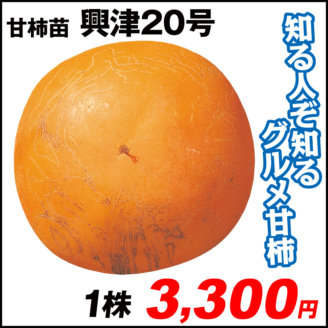 果樹苗 カキ 甘柿 興津２０号 1株