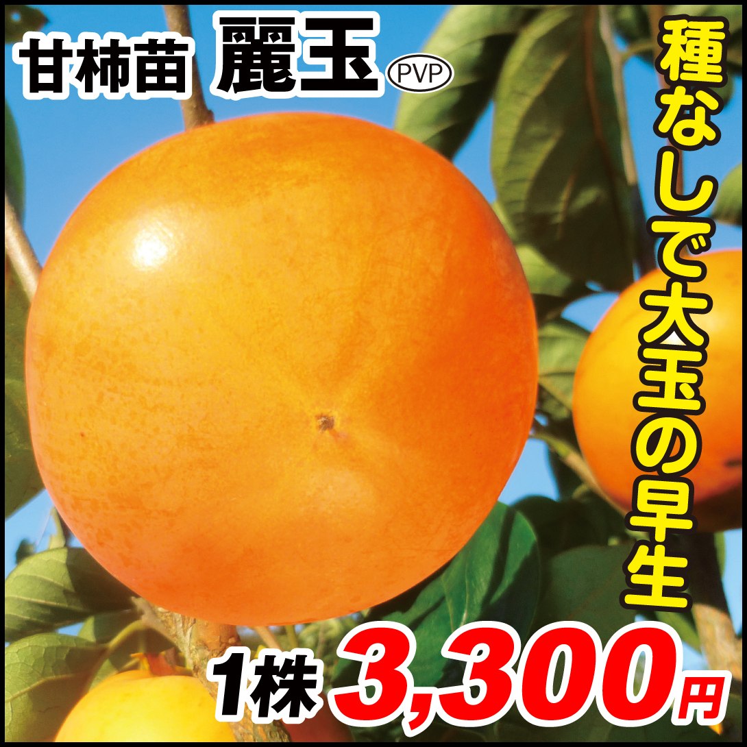 果樹苗 カキ 甘柿 麗玉PVP 1株