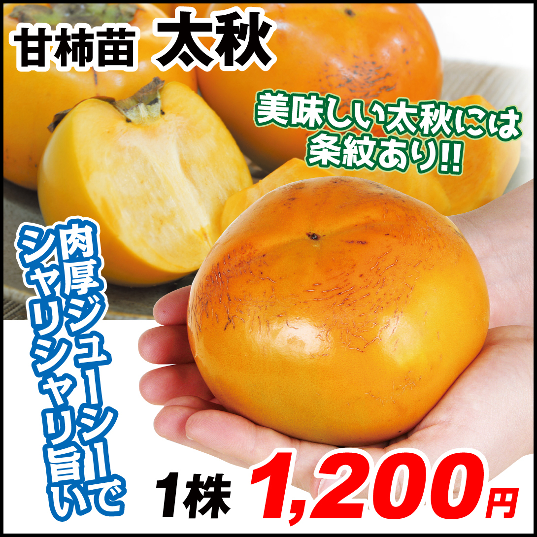 果樹苗 カキ 完全甘柿 太秋 1株