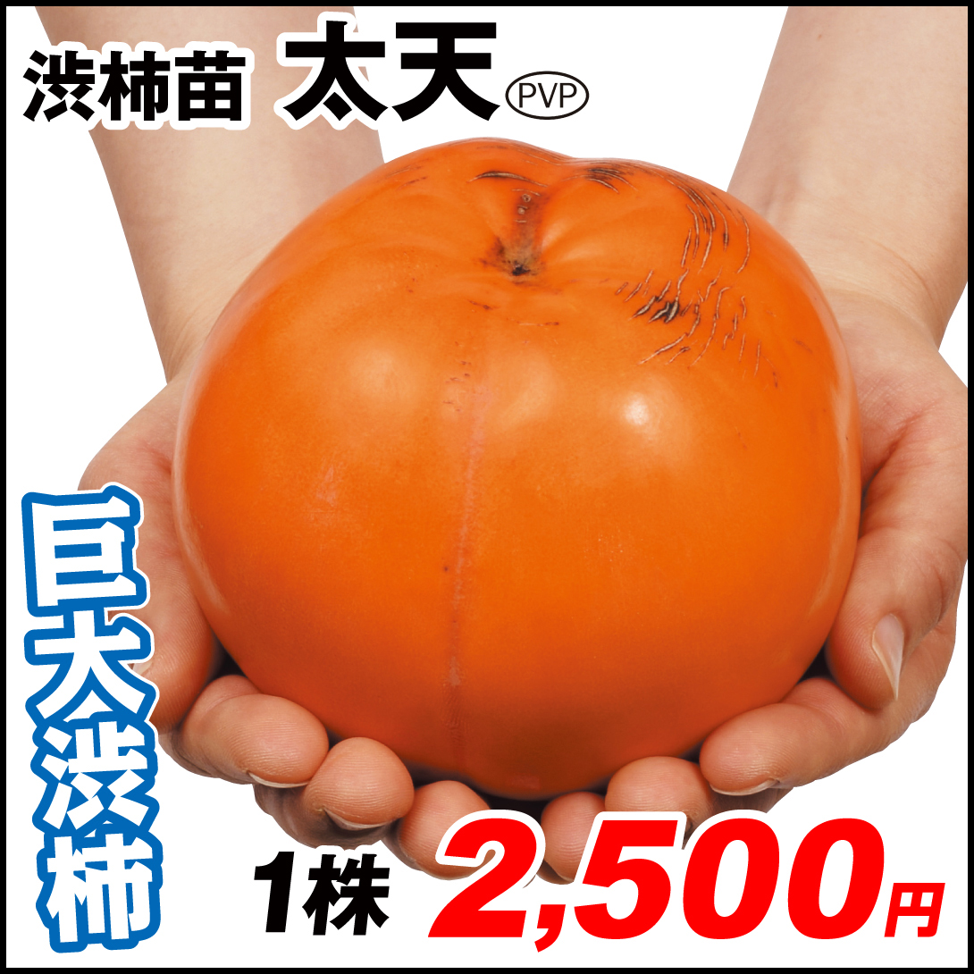 果樹苗 カキ 渋柿 太天PVP 1株