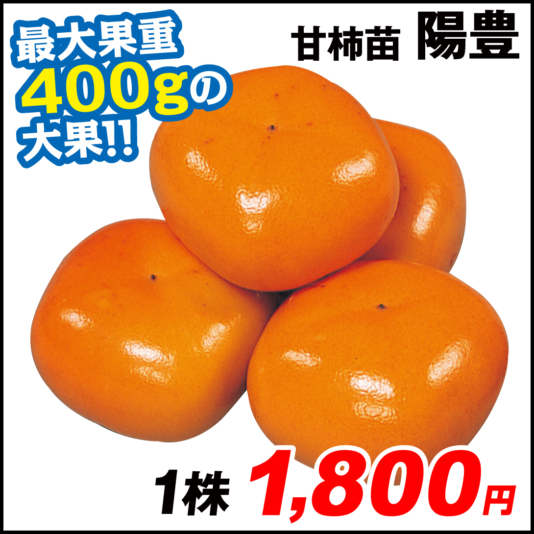 果樹苗 カキ 完全甘柿 陽豊 1株