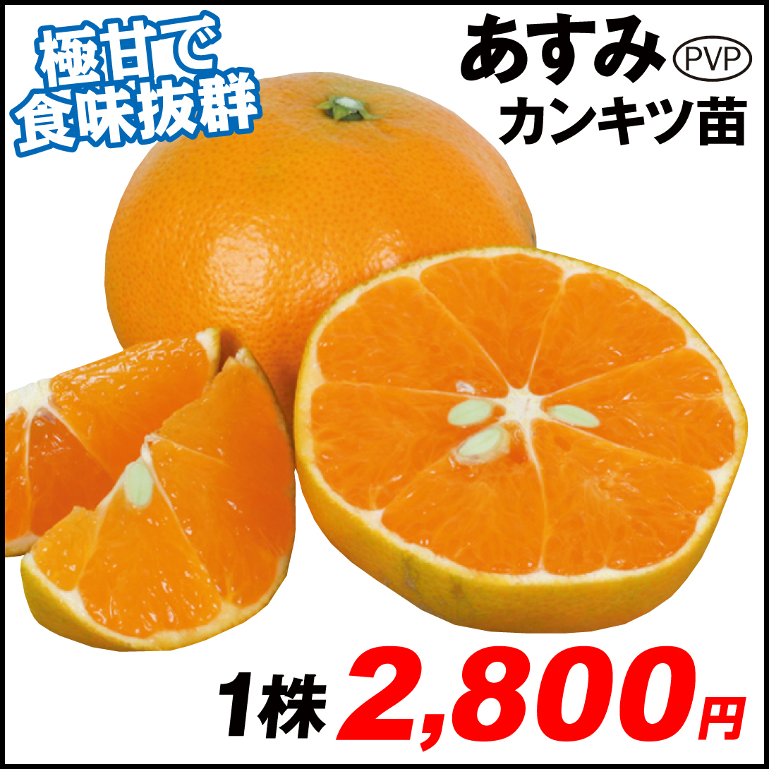 果樹苗 カンキツ あすみPVP 1株