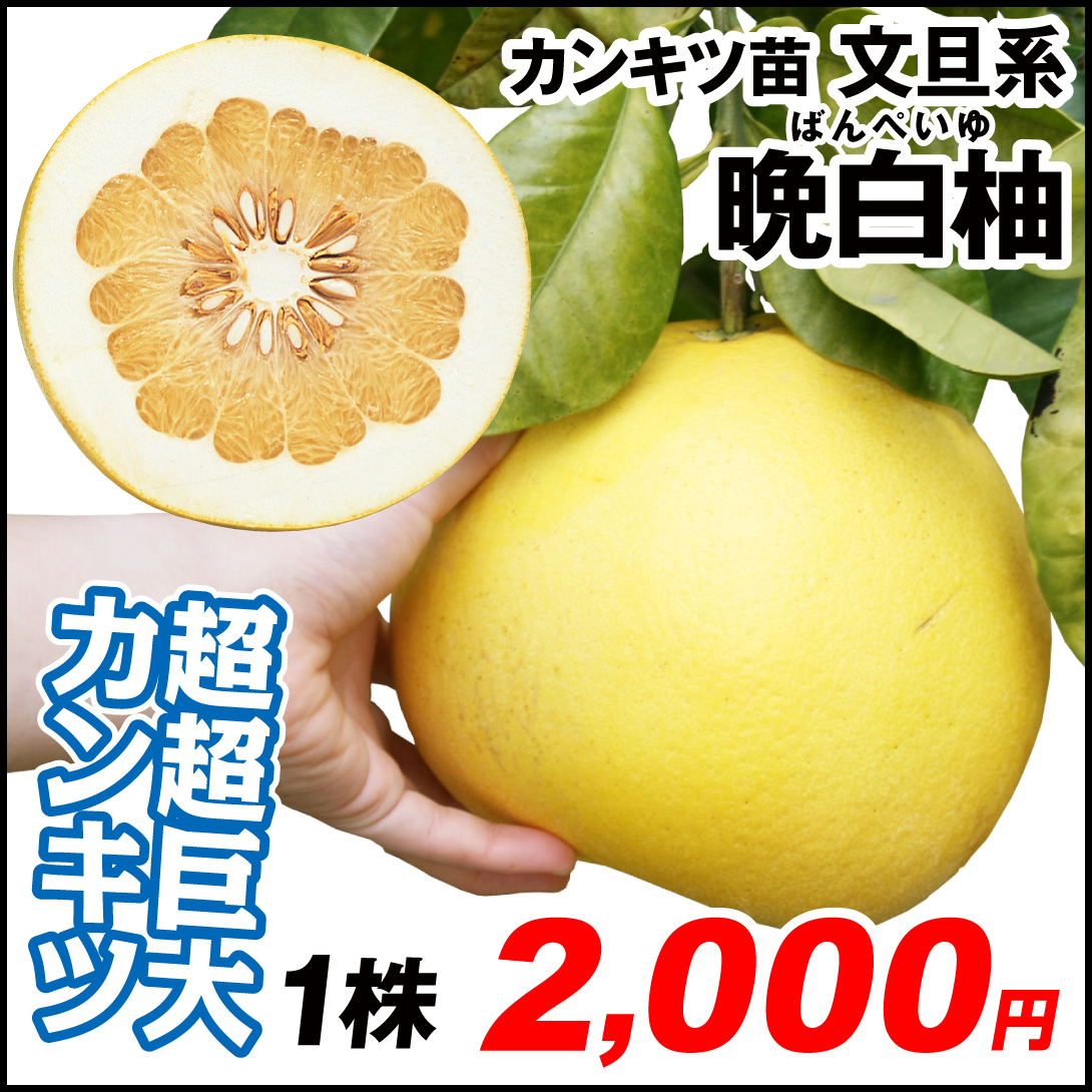 果樹苗 カンキツ 晩白柚(ばんぺいゆ) 1株