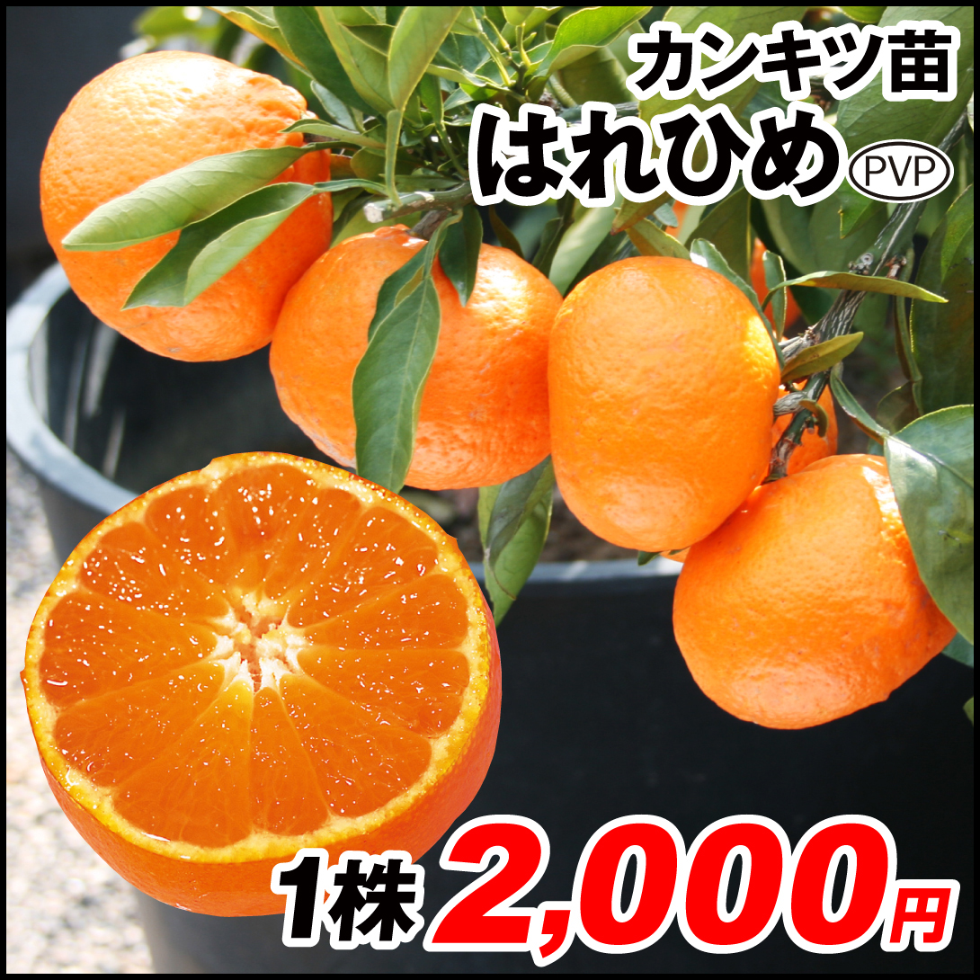果樹苗 カンキツ はれひめPVP 1株