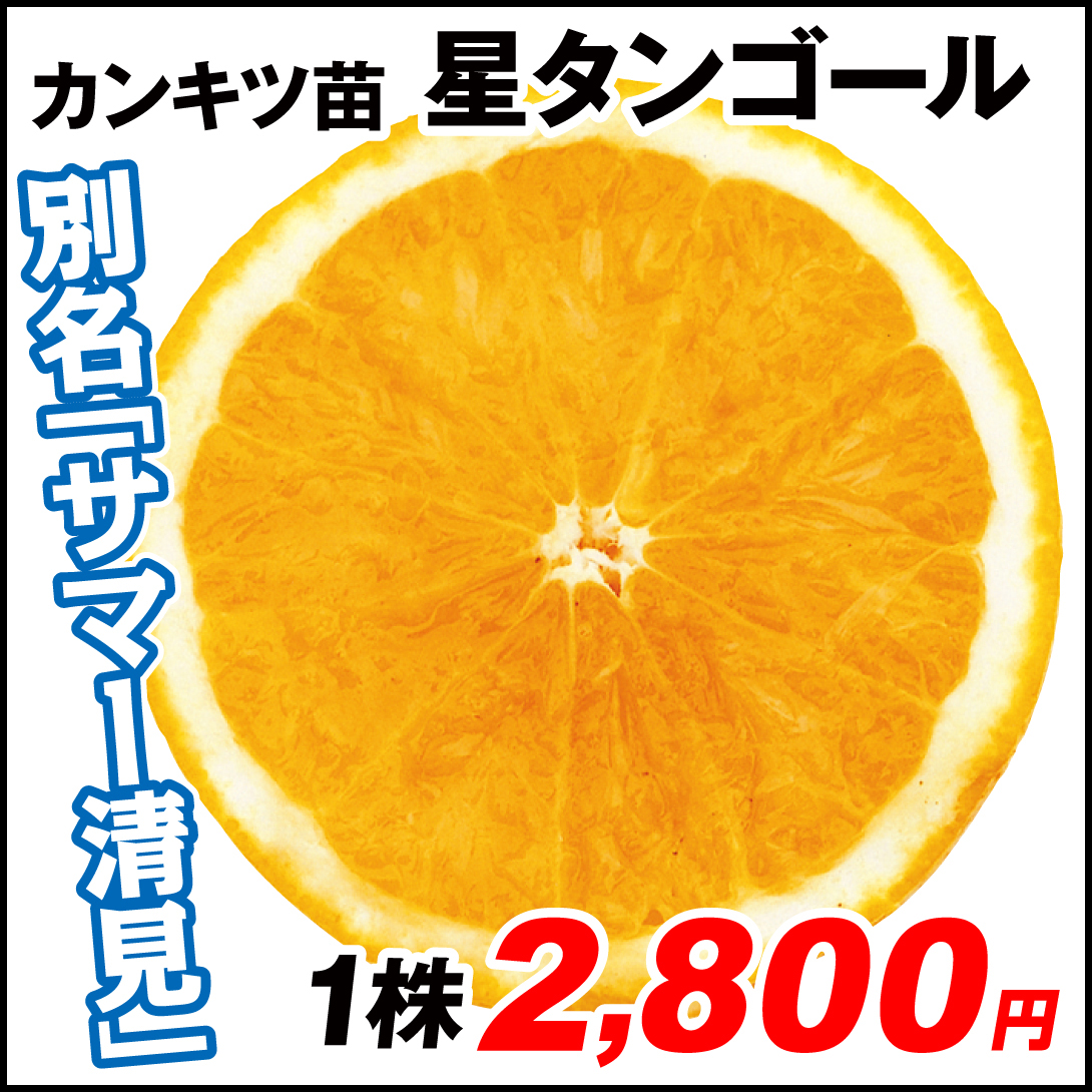 果樹苗 カンキツ 星タンゴール 1株