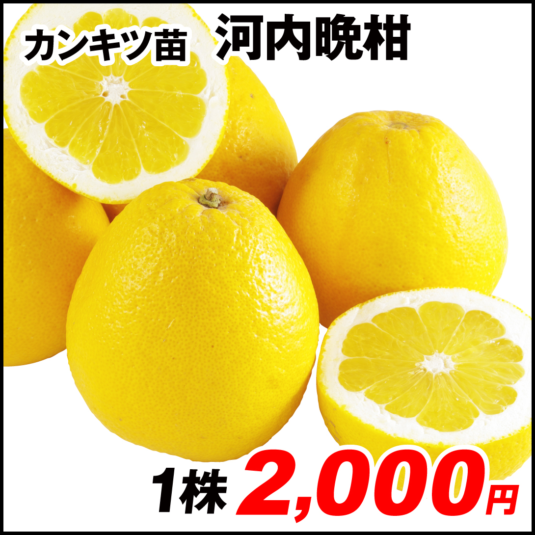 果樹苗 カンキツ 河内晩柑 1株