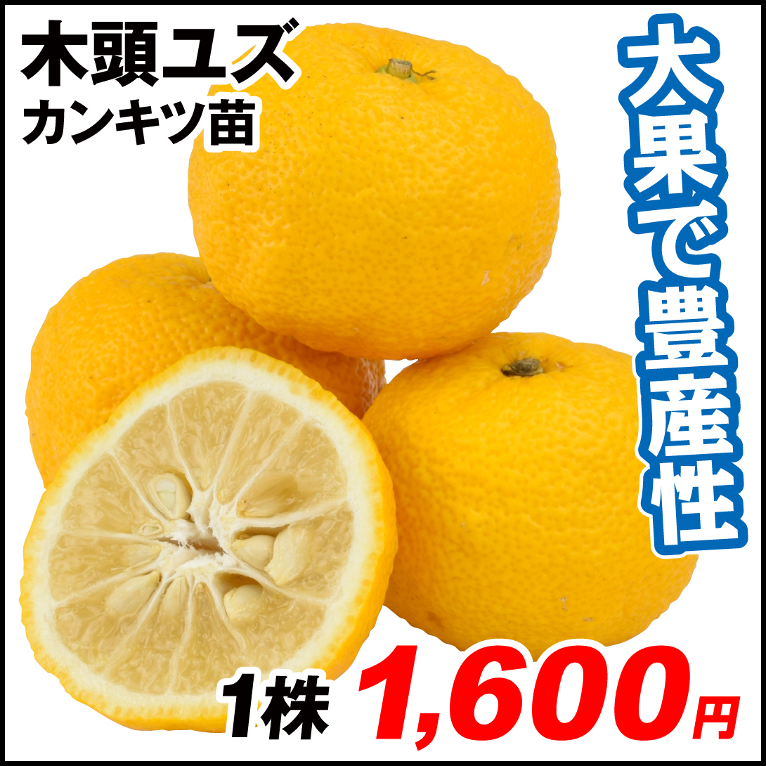 果樹苗 カンキツ 木頭ユズ 1株