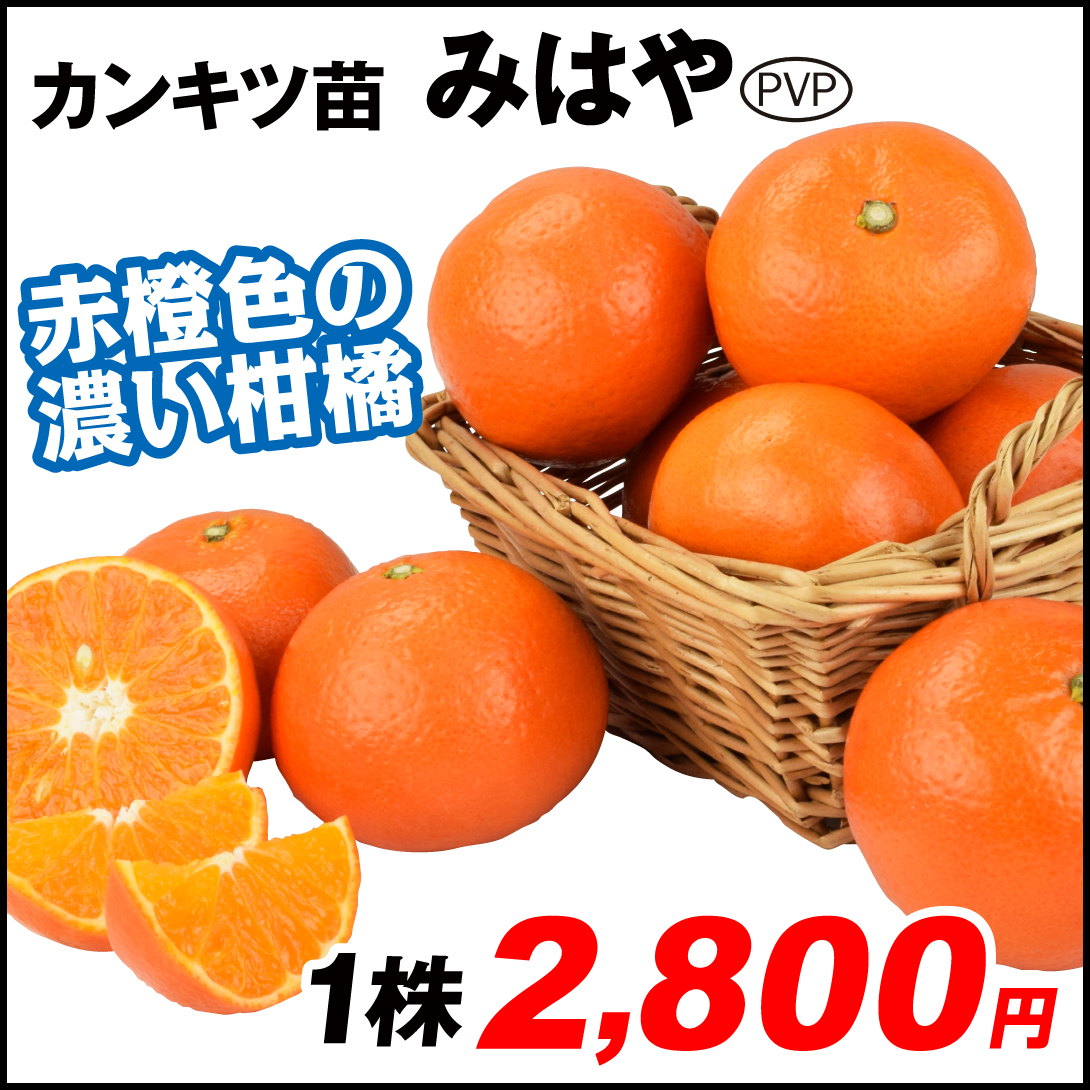 果樹苗 カンキツ みはやPVP 1株