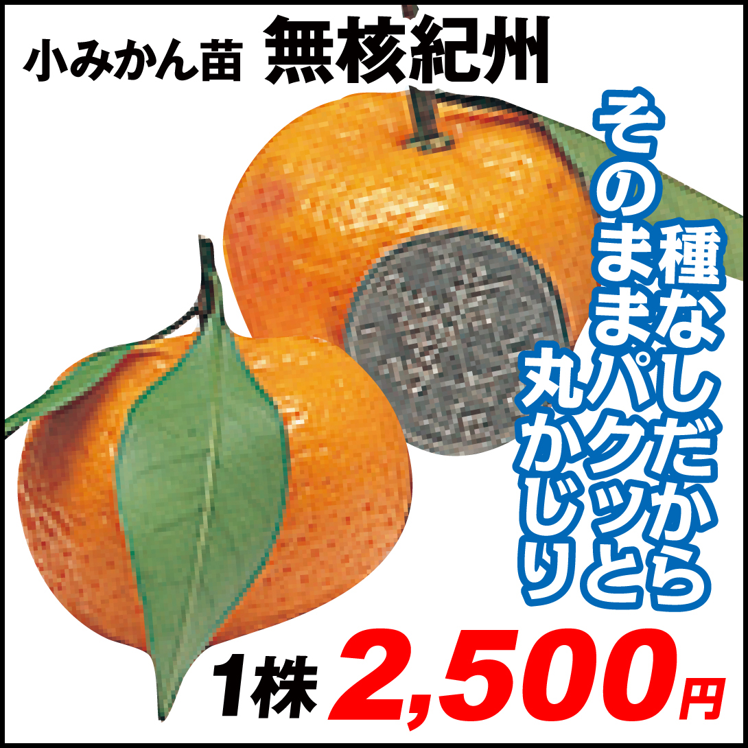 果樹苗 カンキツ 無核紀州 1株