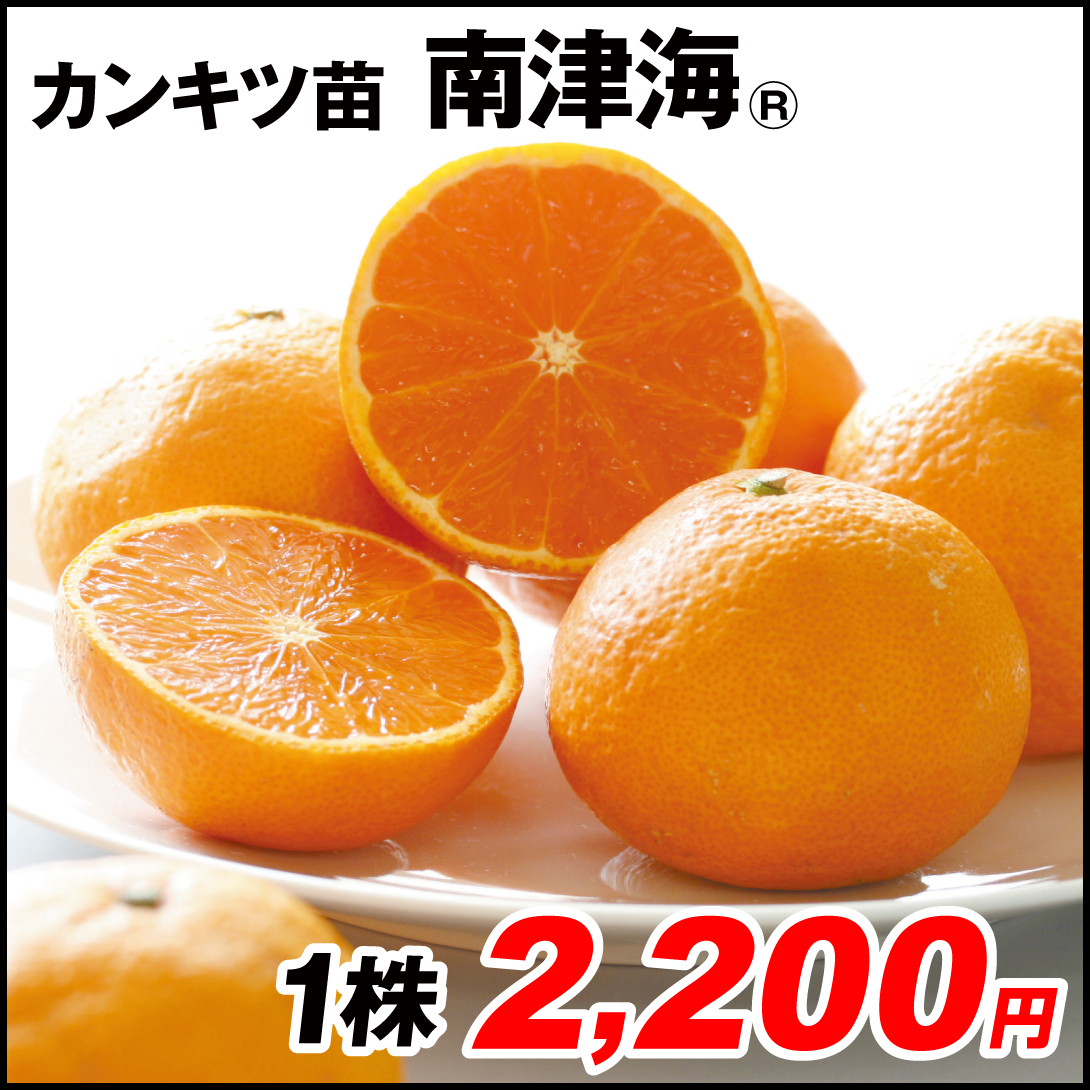 果樹苗 カンキツ 南津海R 1株