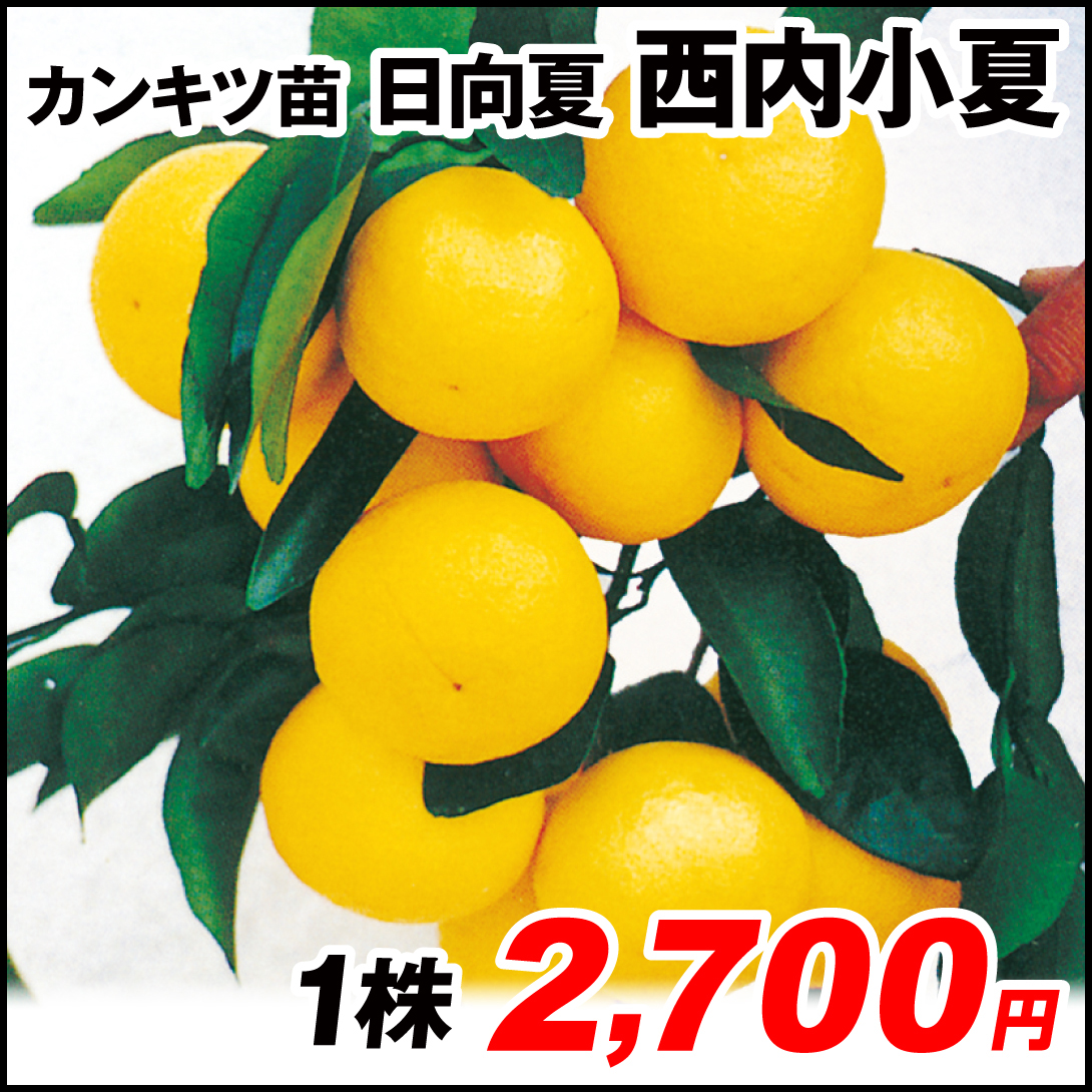 果樹苗 カンキツ 日向夏 西内小夏 1株