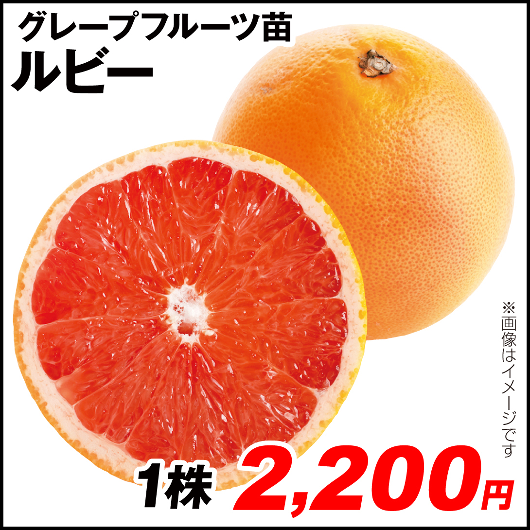 果樹苗 カンキツ グレープフルーツ ルビー 1株