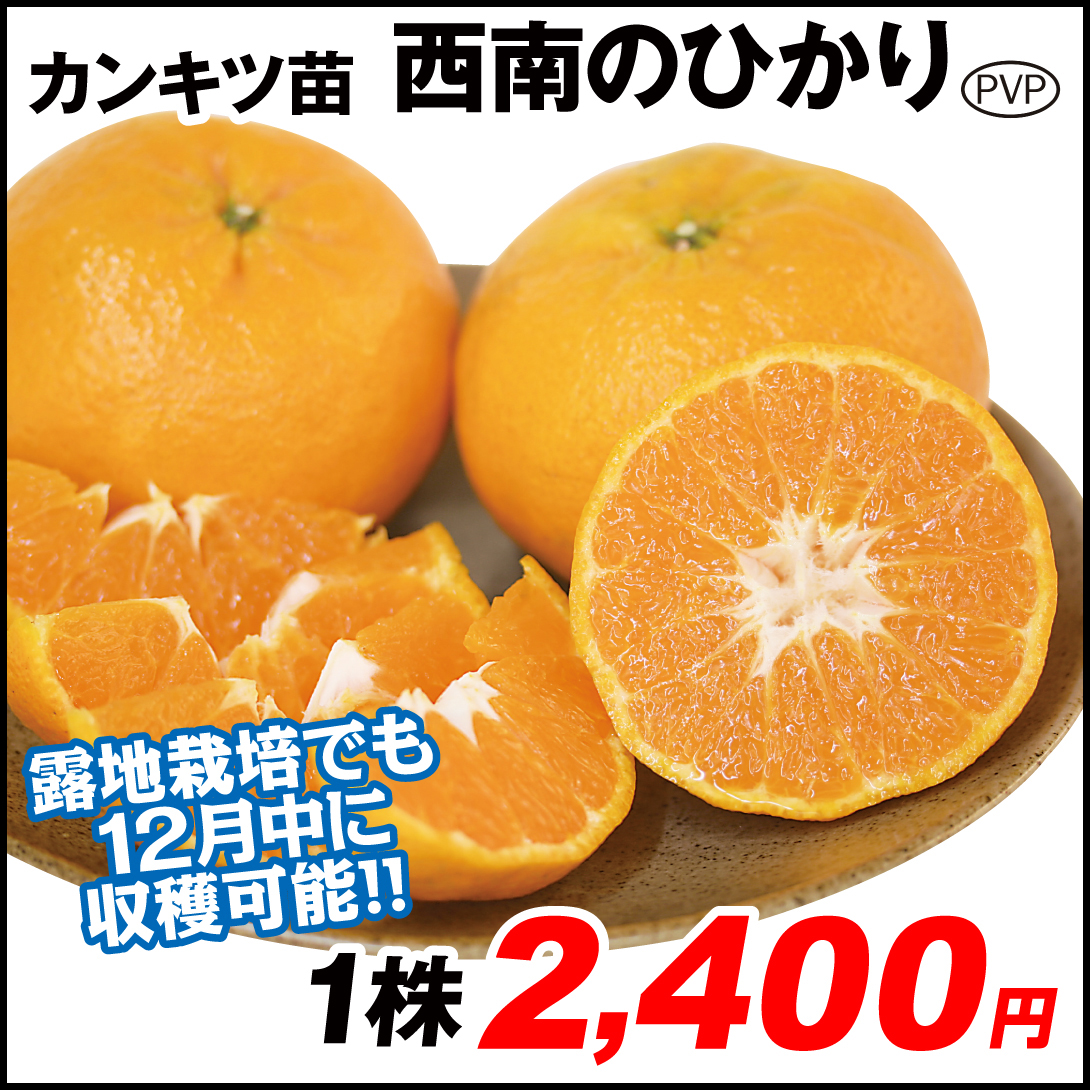 果樹苗 カンキツ 西南のひかりPVP 1株