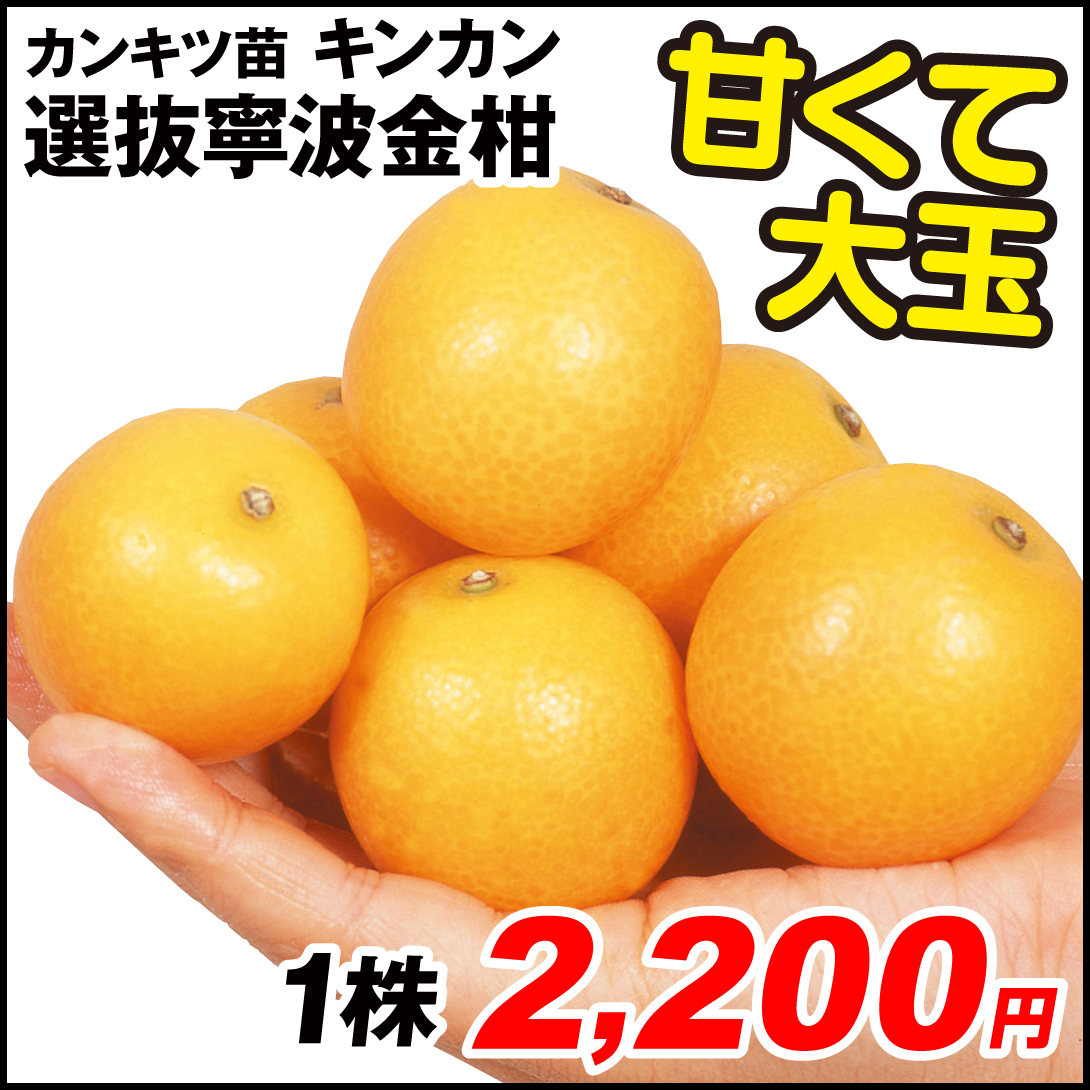 果樹苗 カンキツ キンカン 選抜寧波金柑 1株
